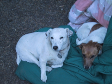 My Jack Russels