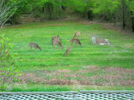 deer in my yeard