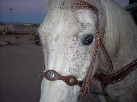 My Horse- Freckles