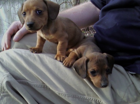 new puppies 2008