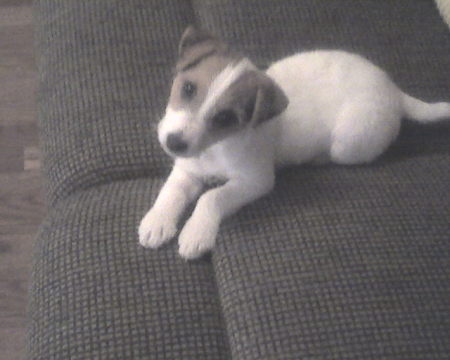 Princess Jack Russell