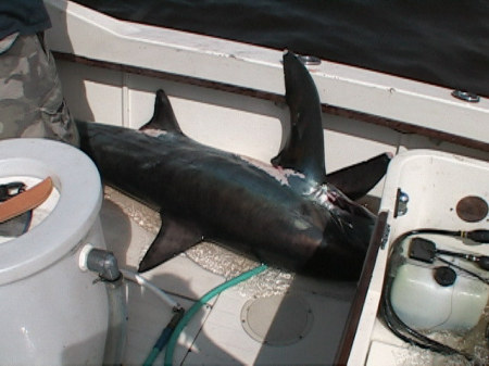 Thresher Shark 240#