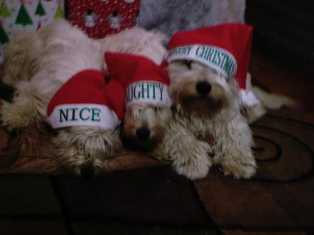 Buster, Cassie, & Tucker Christmas 2006