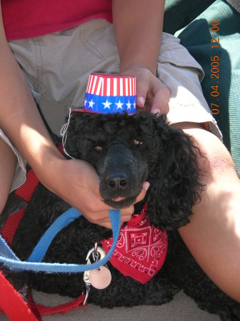 4th of July: Our miniature poodle, Bear