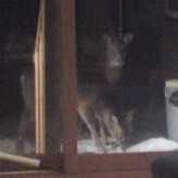 Deer at family room door