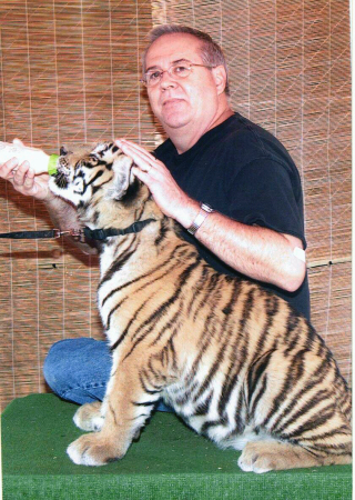 Petting a Tiger