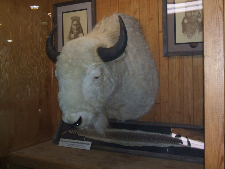 Sacred White Buffalo