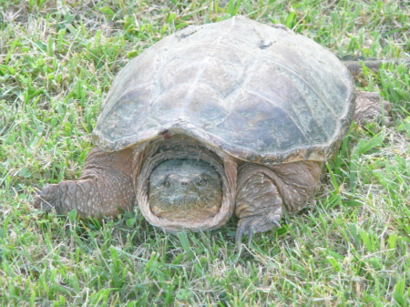 snapping turtle in backyard