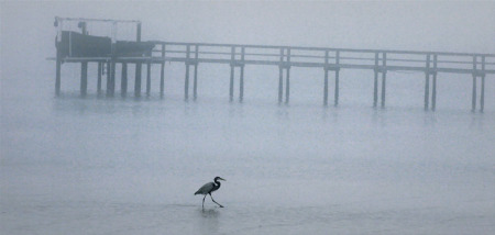 morning fog