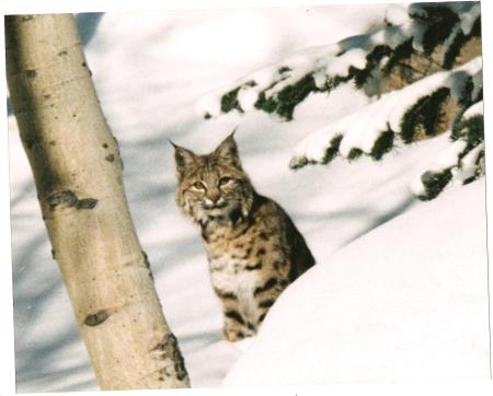 Utah bobcat