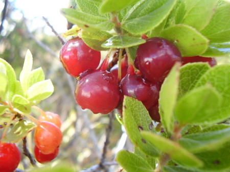 `Ohelo berries