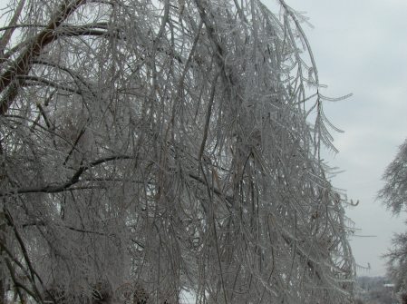 After the ice storm #1