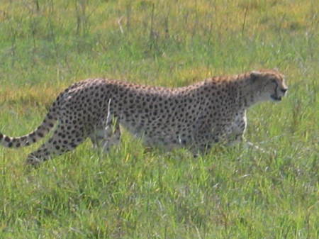 Cheetah on the trot.