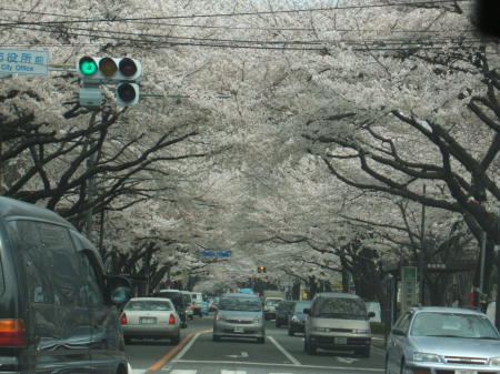 Spring in Japan 2007