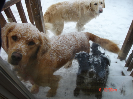 sully, baly and roxy in the snow