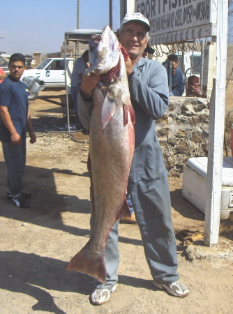 58 pound white sea bass
