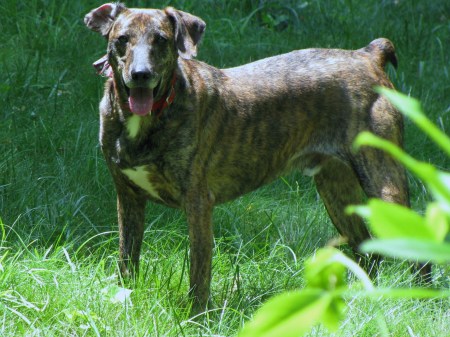 HARVEY  (PLOTT HOUND)  aka Bear Dog