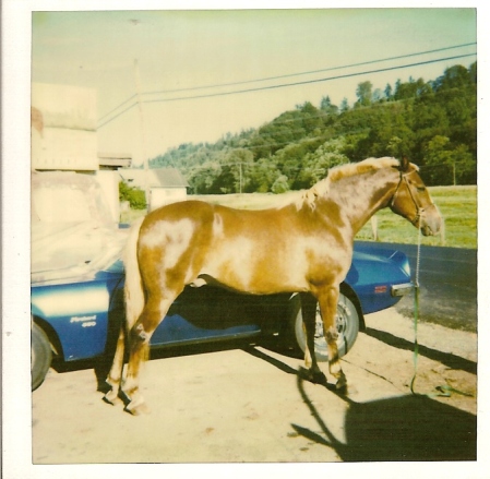 my old horse woody & my other horse power