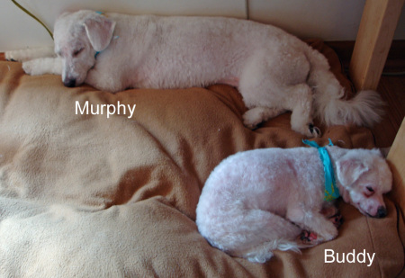 Murphy & Buddy