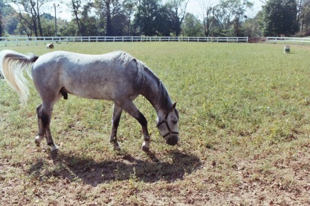 This is my horse Study