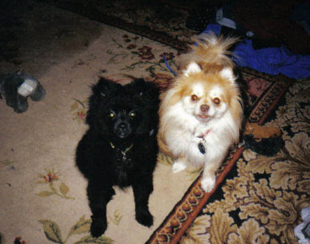 My two Poms 6 month old baby black and Rosie his Mom.