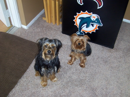 My Yorkies...Too cute :)