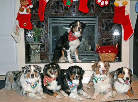 4aussie. Breeder of Australian Shepherds