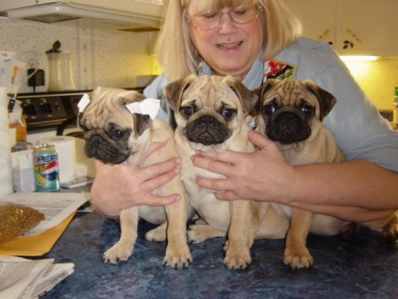 Me with my head cut off, about 65 pounds heavier than I am now., with three pug babies.