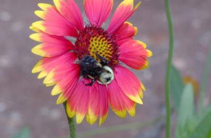 Bumble Bee & Blanket Flower