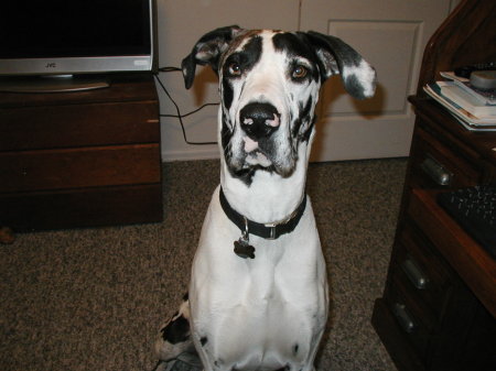 Our baby....120lbs of Great Dane