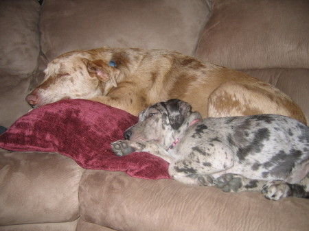 Large and Small Louisiana Catahoula Leopard Dogs!