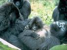 gorilla family2