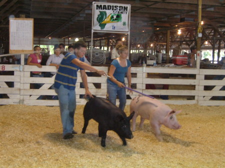 My son & Granddaughter showing hogs at county fair