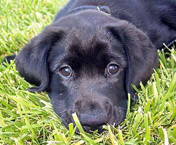 John's puppy 'Sammy Jo' 2006