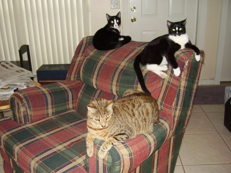 From left to right: Spike, Diamond, and Louie