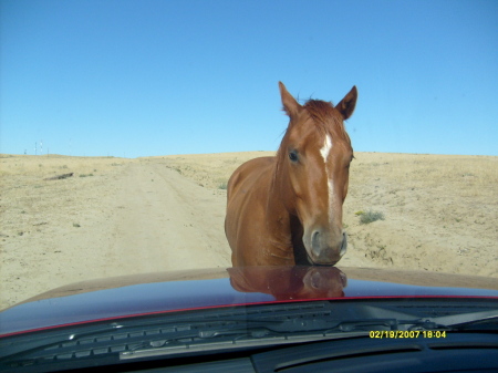 Security Horse