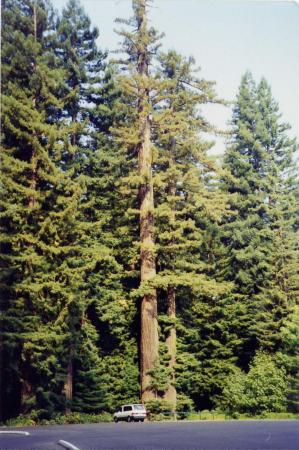 Ave. of the Giants.   Humboltd Redwood State Park, CA