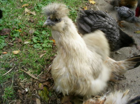 one of my silkie bantam hens - BETSY