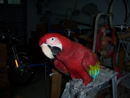 Echo the Green Wing Macaw