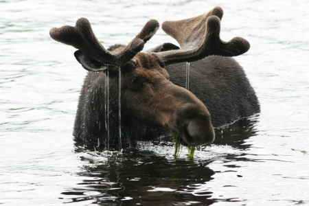 Big Moose Maine