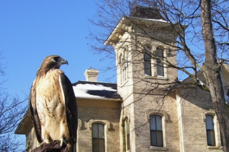 Red-tailed Hawk and Trailside Museum