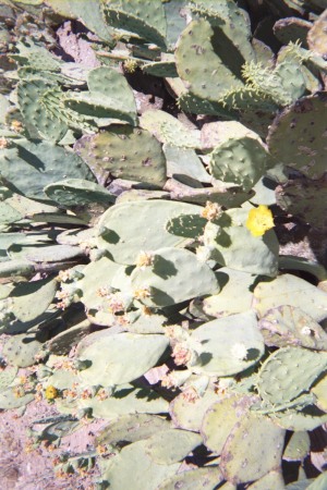 PRICKLY PEAR CACTUS