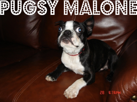 My wacky dog...Pugsy Malone