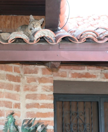 New Bobcat just above nesting baby bird nest