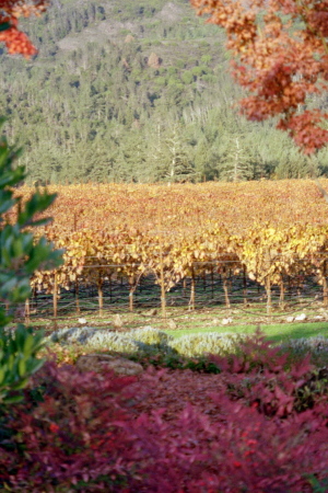 my photo of St. Francis Winery Fall of 2005, Sonoma Valley, Ca.