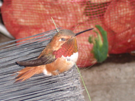 First indoor visitor of Spring