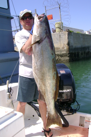 58.2lb White Sea Bass