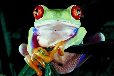 tropical-red-eyed-tree-frog-13632