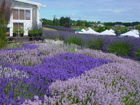 Sequim Lavender Festival - 2006