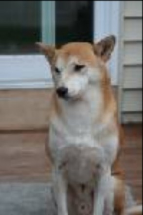 shiba inu